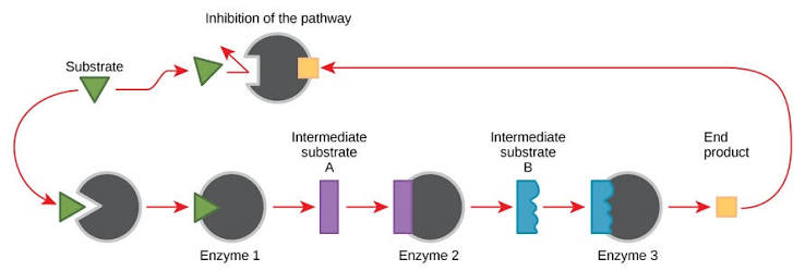 <p>Reversible inhibitors can act as regulars in metabolic pathways (sequences of metabolic reactions). </p><p>the enzyme will convert the substrate into a product, but as the end product of the pathway is produced, the enzyme is inhibited by it. This slows down and eventually stops the reaction pathway and prevents further product being formed. </p><p>The product will be a reversible inhibitor and detach from the enzyme as product levels fall. This allows more product to forms in a continuous feedback loop. </p>