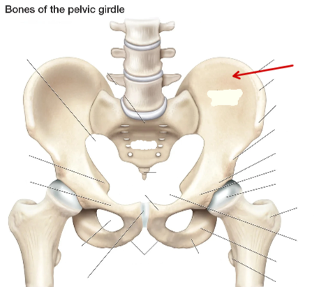 <p>Hip Bone</p>