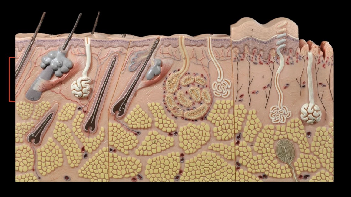 <p>What layer is this?</p>