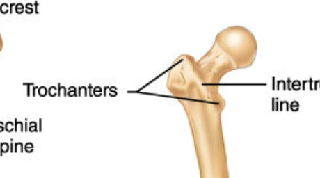 <p>Very large, blunt, irregularly shaped process; only on femur</p>