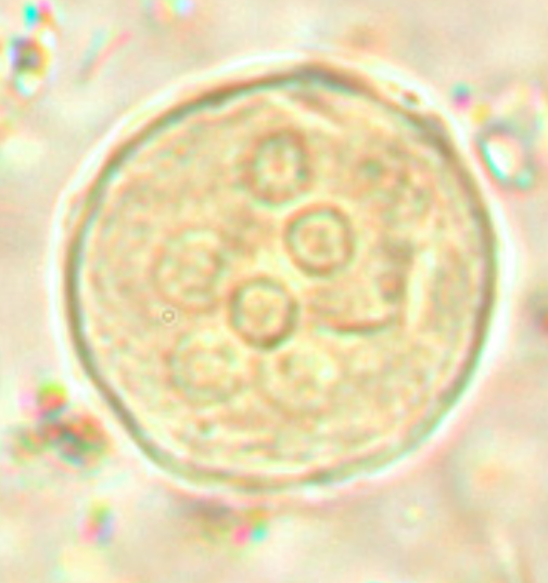 <ol><li><p>Species</p></li><li><p>Stage</p></li><li><p>Movement</p></li><li><p>Number of Nuclei</p></li></ol><p></p>