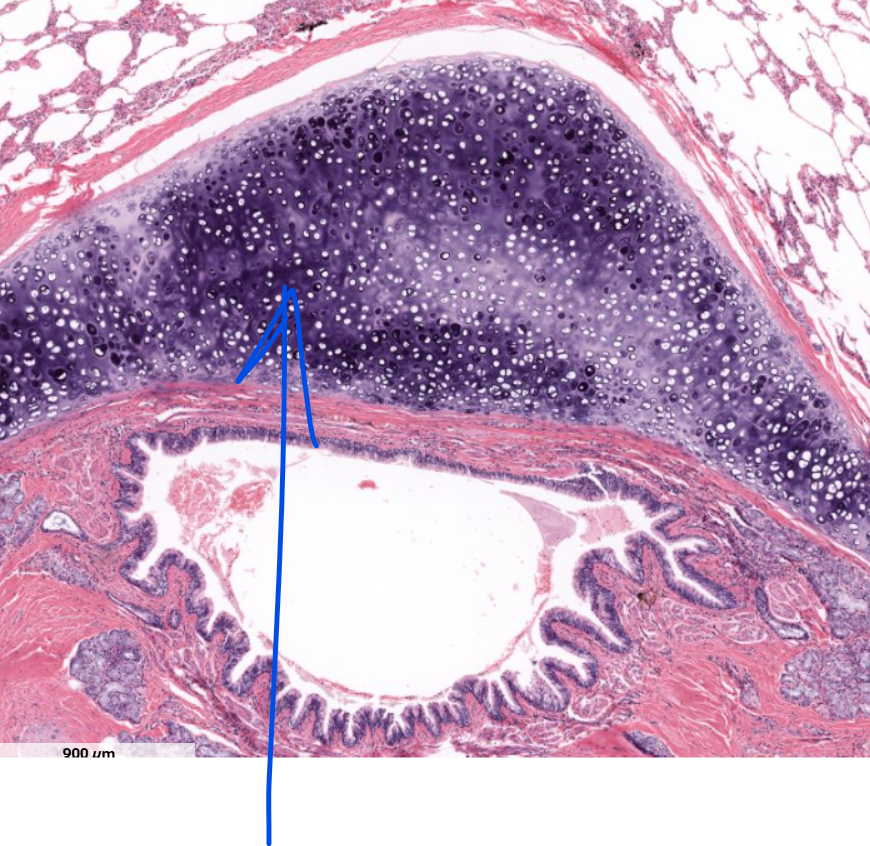 <p>identify the material </p>