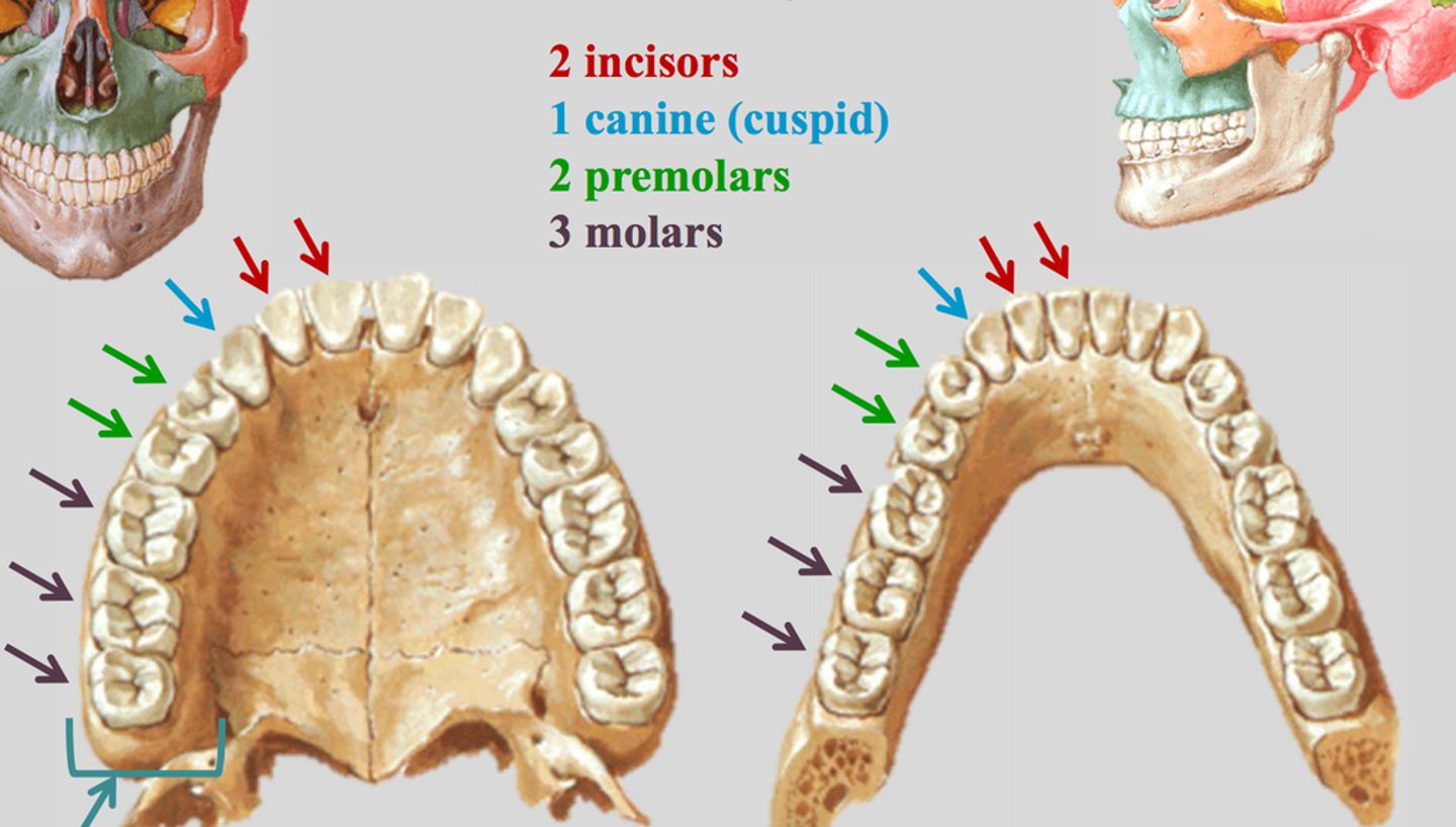 <p>2:1:2:3</p><p>2 incisors</p><p>1 canine</p><p>2 premolars</p><p>3 molars</p><p>EX: 4 incisors on the top, 8 in total</p><p>this equation accounts for 1/4 of the teeth (1/2 of of the upper for example)</p>