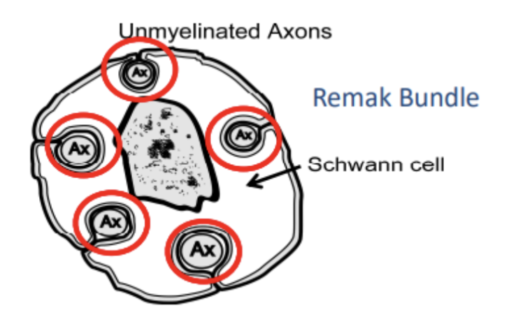 <ul><li><p><span style="background-color: transparent;">Bad because</span></p><ul><li><p><span style="background-color: transparent;">Lots of current leakage and slows down conductance velocity (speed of conductance) due to small axon diameter and low membrane resistance</span></p></li></ul></li><li><p><span style="background-color: transparent;">Good because</span></p><ul><li><p><span style="background-color: transparent;">Lots of Na+ and K+ are found in these area</span></p></li></ul></li><li><p><span style="background-color: transparent;">Overall: many axons are unmyelinated</span></p></li></ul><p><span style="background-color: transparent;">***<strong>Remak Bundle</strong> AXON IS STILL surrounded by schwann cell and oligodendrocyte but on only for <u>insulation</u> and no winding</span></p>