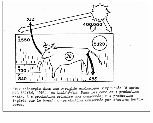 <p>Application chiffrée : la vache</p><p>Données : I=730 ; A=254 ; PN=30 ; R=244 (unités cohérentes)</p><ol><li><p>Calcule NA et vérifie les équations.</p></li></ol><ol start="2"><li><p>Calcule le rendement d’assimilation A/I pour la vache et interprète.</p></li></ol><ol start="3"><li><p>Calcule le rendement de production nette PN/A et interprète.</p></li></ol><ol start="4"><li><p>Calcule le rendement écologique global PN/I et interprète (lien “règle des 10%”).</p></li></ol><ol start="5"><li><p>Calcule R/PN et donne sa signification.</p></li></ol><p></p>