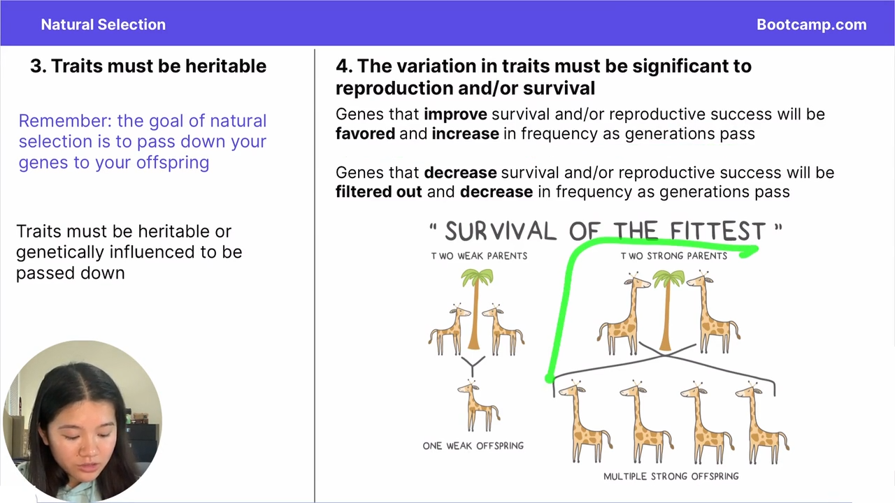 <p>It means that genes that produce tratisSta that improve survival and/or reproductive suceess will be favored and increase in frequnecy as generations pass</p>
