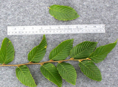 <p>common name</p>