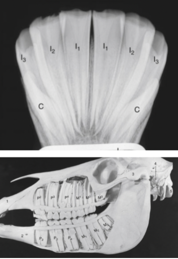 <p><span style="background-color: transparent; font-family: "Times New Roman", serif;">Incisors</span></p><ul><li><p><span style="background-color: transparent; font-family: "Times New Roman", serif;">For cutting/shearing grass and hay</span></p></li><li><p><span style="background-color: transparent; font-family: "Times New Roman", serif;">Implanted deep into jaw, roots converge together</span><br></p></li></ul><p><span style="background-color: transparent; font-family: "Times New Roman", serif;">Cheek teeth: premolars and molars</span></p><ul><li><p><span style="background-color: transparent; font-family: "Times New Roman", serif;">For grinding down plant material</span></p></li><li><p><span style="background-color: transparent; font-family: "Times New Roman", serif;">Have 3-4 deep roots</span></p></li><li><p><span style="background-color: transparent; font-family: "Times New Roman", serif;">Continuously erupt throughout life (replaces teeth from grinding)</span></p></li><li><p><span style="background-color: transparent; font-family: "Times New Roman", serif;">Premolars and molars create continuous grinding surface with no gaps</span></p></li></ul><p></p>