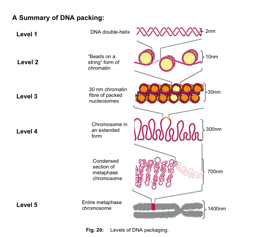 <ul><li><p>human cell contains 46 chromosomes, each of which is a single DNA molecule <u>bundled up with various ptn </u></p></li><li><p>inherit 23 chromosomes from each parent </p></li><li><p>each set of 23 chromosomes encodes a complete copy of our genome, made up of 6 × 10^9 nucleotides </p></li><li><p>chromosomes must condense intro structures that are more easily managed = properly distributed to each daughter cell during cell and nuclear division </p></li><li><p>DNA packing —> proteins helping in the folding and condensation of DNA (into highly compact chromosome) </p></li></ul><p>Level 1: DNA double helix </p><p>Level 2: beads on a string form chromatin </p><p>Level 3: 30nm chromatin fibre of packed nucleosomes </p><p>Level 4: chromosome in an extended form </p><p>Level 5: metaphase chromosome </p>
