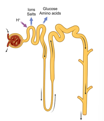 <p>Site of the <strong>majority of reabsorption</strong></p><p>There is <strong>reabsorption </strong>via <strong>active transport.</strong></p><p></p><p><strong><em>Reabsorbed:</em></strong></p><ul><li><p><strong>Na+, Cl-</strong></p></li><li><p><strong>100% of reabsorbed glucose and amino acids</strong></p></li></ul><p></p><p><strong><em>Secreted:</em></strong></p><p><strong>● H+</strong></p><p></p><p></p><p><strong>Cotransport occurs here</strong></p>