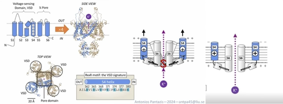 <p><span>Describe the structure and gating mechanism of a voltage-gated K⁺ channel.</span></p>