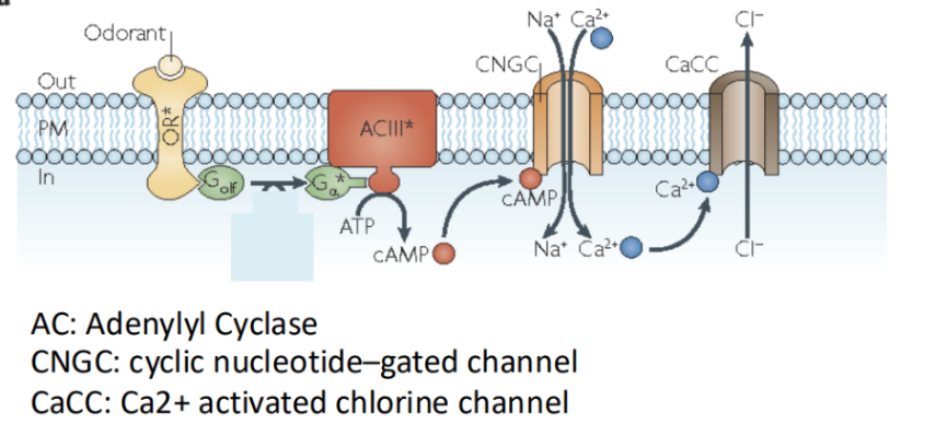 <ul><li><p><span style="background-color: transparent;">In this, odorant molecules bind to GPCRs located in olfactory receptor cells.</span></p></li><li><p><span style="background-color: transparent;">This activates a G protein, which then stimulates adenylylcyclase to produce cAMP.</span></p></li><li><p><span style="background-color: transparent;">The increase in cAMP opens cyclic nucleotide-gated ion channels, resulting in depolarization of the cell and initiation of a nerve signal to the brain.</span></p></li></ul><p></p>