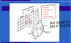 <p>Vertical contours will be bowed towards the (apex/base) of the prism</p>