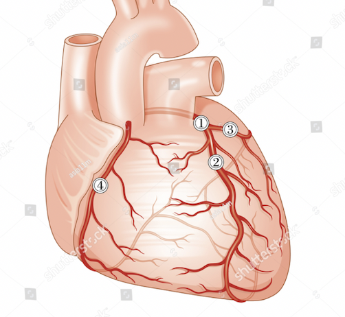 <p>What is the coronary artery labeled as #1?</p>