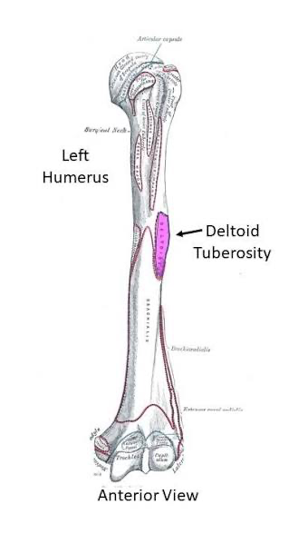 <p>deltoid tuberosity</p>