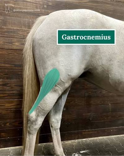<p>Gastrocnemius muscle</p>