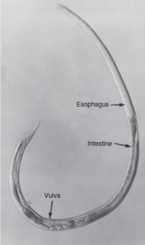 <p><em>Strongyloides</em>: species in dogs</p>