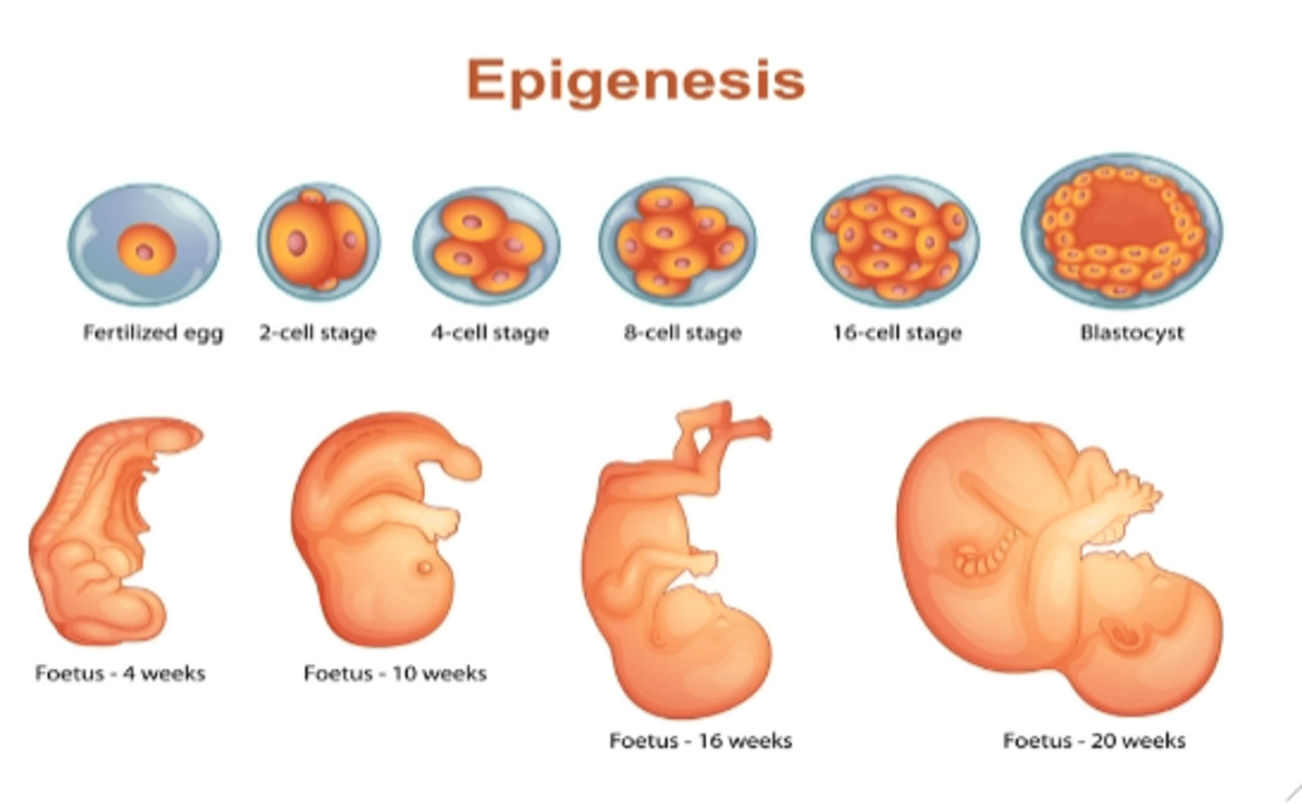 <p>- mechanism that turns genes on or off and determines functions of body cells. - the idea that our genes provide the potential, but our environment and experiences influence how that potential develops.</p>