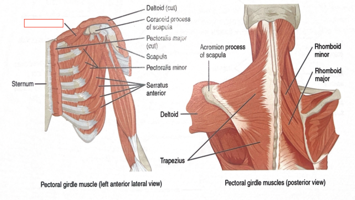 <p>Depresses and stabilizes clavicle</p>