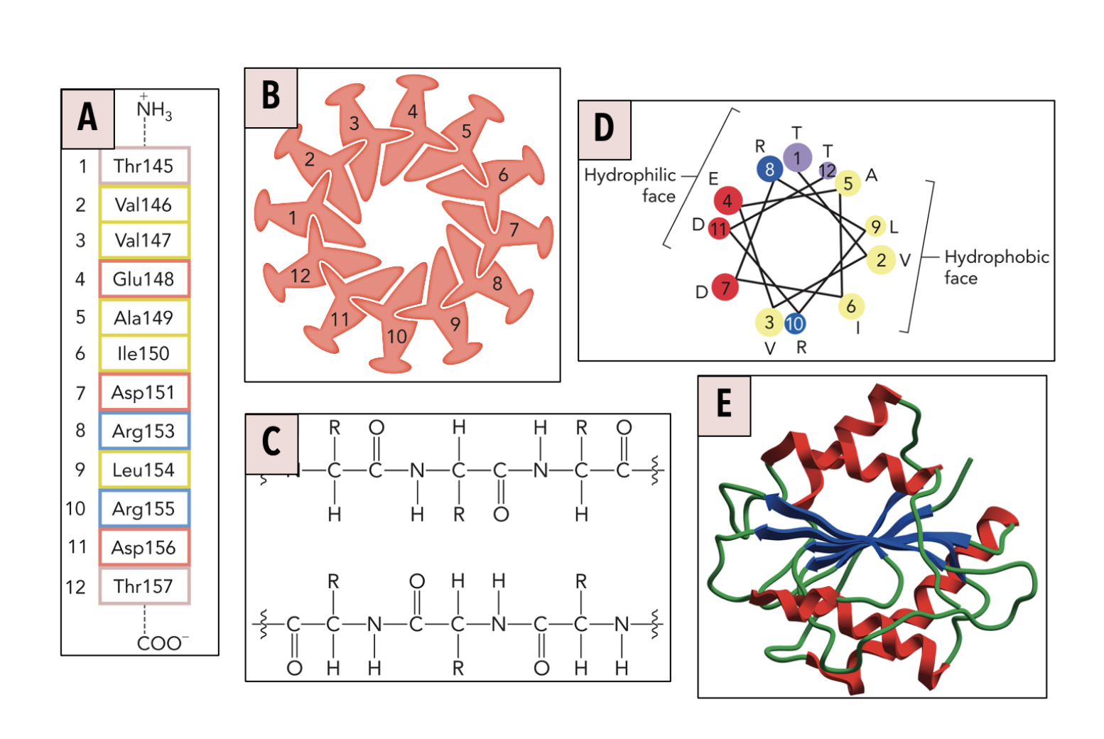 <p>Q12: Which image (A-E) best represents TERTIARY protein structure?</p>