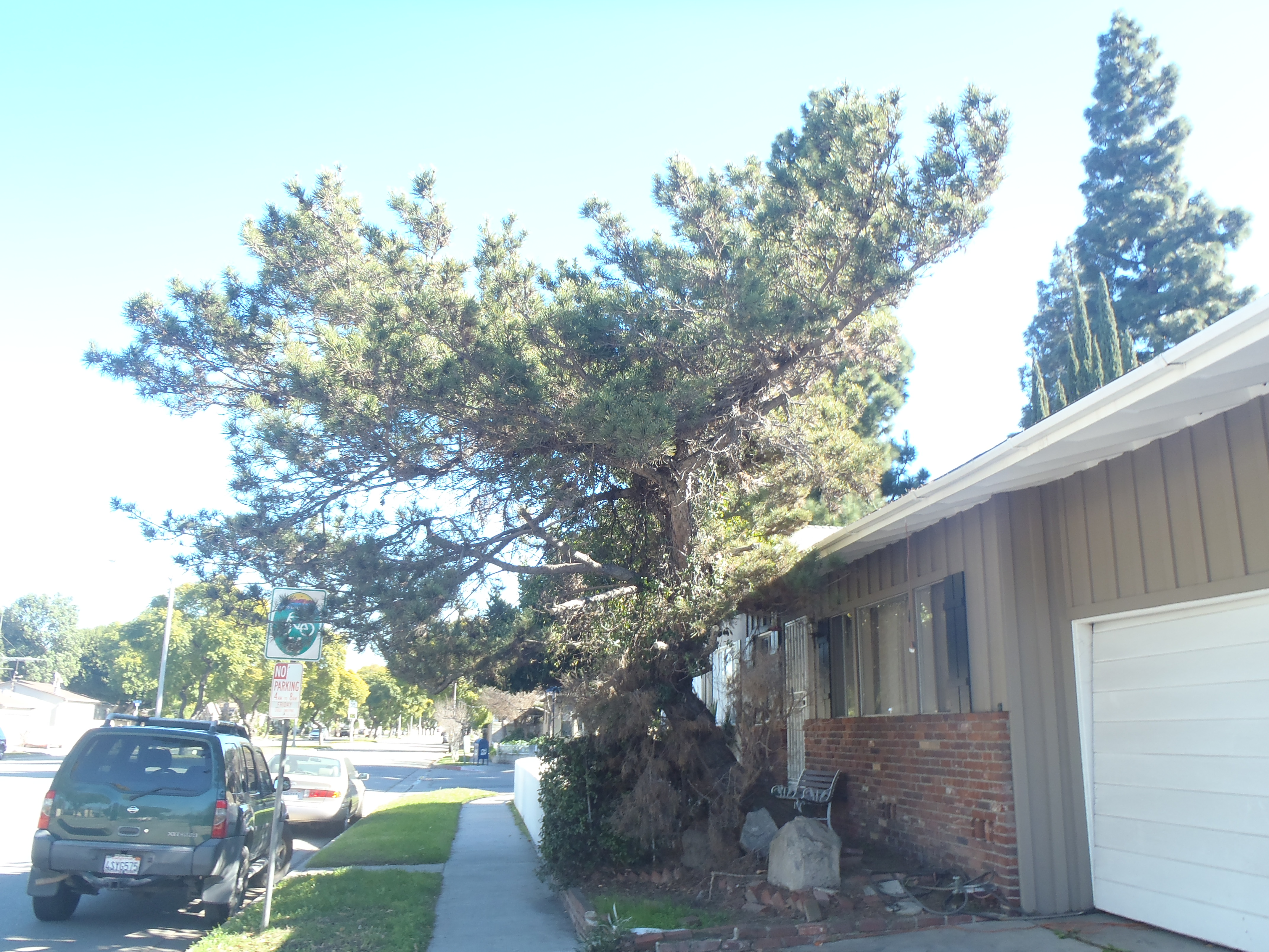 <p>Pinus thunbergii - Japanese Black Pine</p>