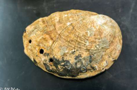 <p>Phylum &amp; name?</p>