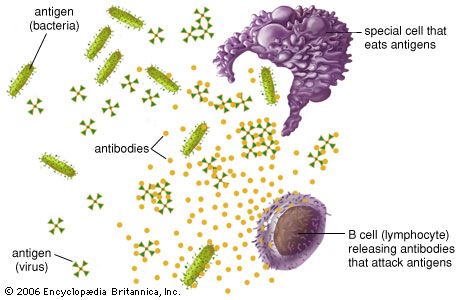 <p>- Another exception to the principle of simple dominance arises when a heterozygote exhibits characteristics of both associated homozygotes.</p><p>- This occurs with human blood types, which are identified by testing for special cellular products called</p>