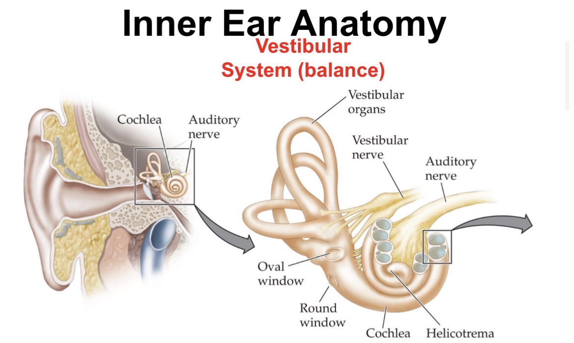 <p><span><span>•</span><strong><span>Bony labyrinth</span></strong><span>: series of tunnels within which membranous labyrinth is housed</span></span></p><p class="s23"><span><span>•Filled with </span><u><span>perilymph</span></u></span></p><p class="s23"><span><span>•Bony so it protects the organs within</span></span></p><p class="s90">&nbsp;</p><p class="s21"><span><span>•</span><strong><span>Membranous labyrinth</span></strong><span>: fluid filled sac within the bony labyrinth, separated by membranes</span></span></p><p class="s23"><span><span>•Filled with </span><u><span>endolymph</span></u></span></p>