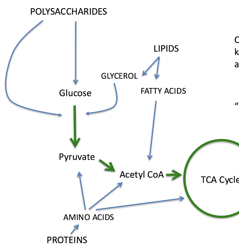 <p>in this image, the green lines represent ______</p>