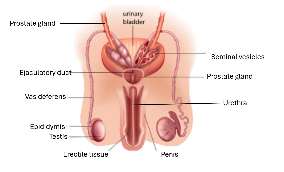 <p>label the front profile of the male reproductive system</p>