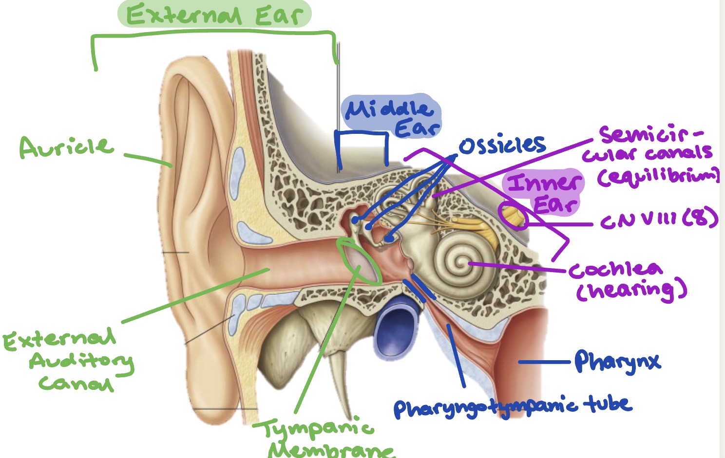<p>External, middle, &amp; internal ear</p>