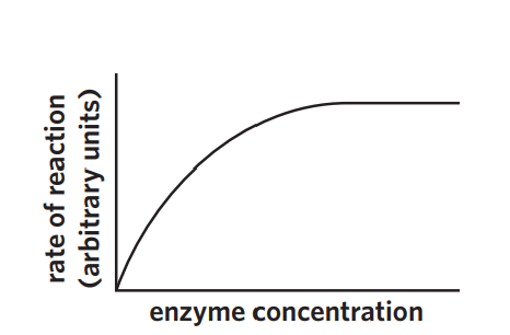 <ul><li><p>saturation point -</p></li><li><p>excess enzyme</p></li><li><p>excess substrate</p></li></ul><p></p>
