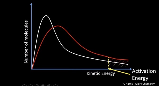 <p>Curve shifts to the right</p><p>Peak is lower- bc energy is distrubution is greater among the particles</p><p>Total area under curve is SAME (bc same no.molecues)</p><p>But area under the curve beyond the activation energy iNCREASES (Bc more particles have energy greater than the activation energy)</p><p></p>