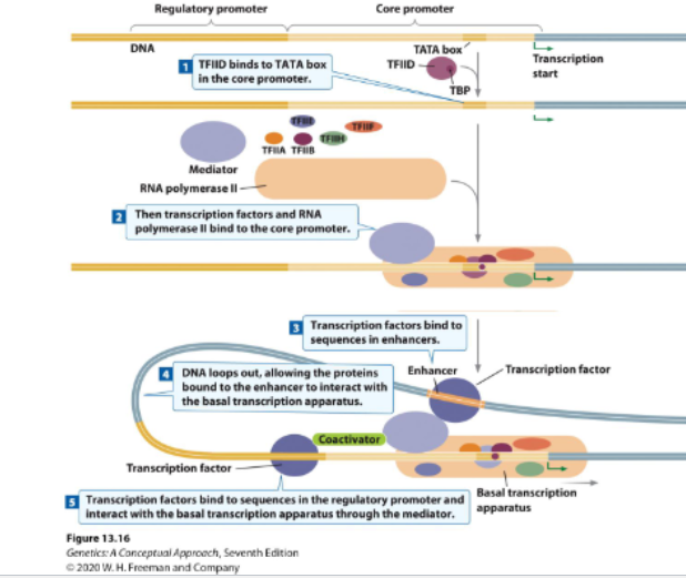 <ol><li><p>TFIID binds to TATA in core promoter</p><ol><li><p>think… D goes in first and chases the TATAs</p></li></ol></li><li><p>the transcription factors &amp; RNA poly II bind to core promoter</p></li><li><p>transcription factors bind to sequences in enhancers (they loop around)</p></li><li><p>DNA loops out so that the proteins bound to enhancer can interact with basal transcription apparatus</p></li><li><p>transcription factors bind to sequences in the regulatory promoter and interact with the basal transcription apparatus  through mediator</p></li></ol><p></p>