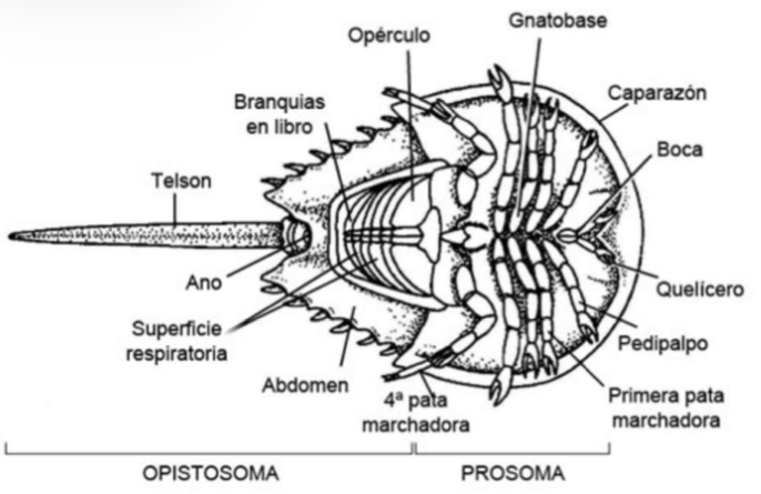 <p>IFILO Arthropoda</p><p>SUBFILO Chelicerata</p><p>CLASE Euchelicerata</p><p>SUBCLASE Merostomata</p><p>ORDEN Xiphosura</p><p>NOMBRE COMÚN Cangrejo herradura</p><p>GÉNERO <em><u>Limulus</u></em></p><p>HÁBITAT</p><p>CARACTERÍSTICAS</p><p><strong><em>Prosoma </em></strong>cubierto por escudo dorsal, gnatobases en apéndices y quelas en el ápice de los apéndices i-v, cavidad bucal, flabelo en apéndice birrameo (VI).</p><p><strong><em>Opistosoma </em></strong>Placa dorsal (tergo), característica birrámea de opérculos branquiales, solito VIII opérculo genital, somito IV-XII opérculos branquiales (debajo branquias en libro = pulmones en libro arácnidos).</p><p>Dimorfismo sexual (apéndice II en forma de gancho en macho).</p><p>Telsón es la espina posterior (no segmento, sino extensión).</p>