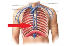 <p>drains blood from thoracic region</p>