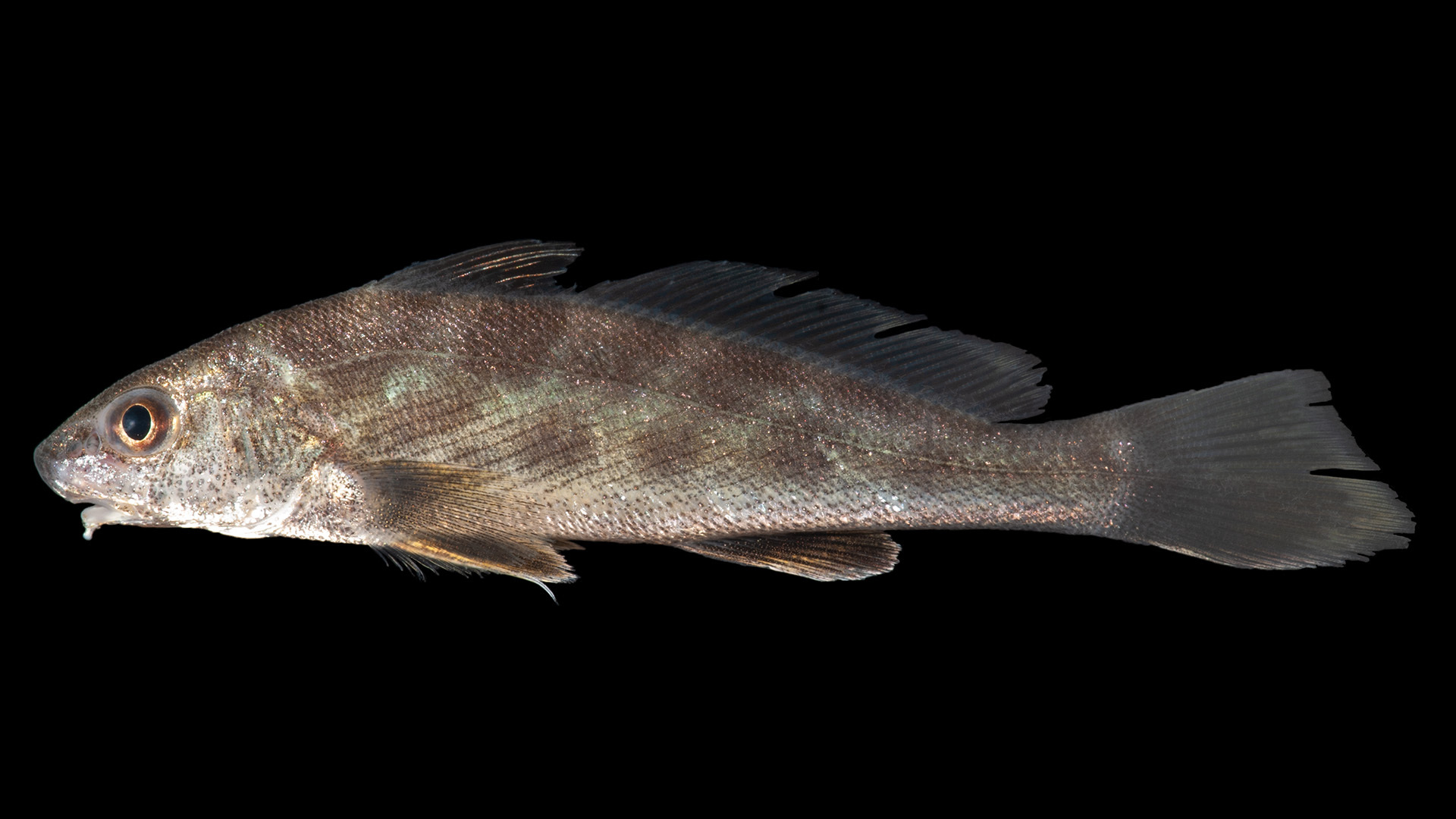 <p>Pattern, first dorsal spine shorted</p>