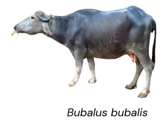 <ul><li><p>dual purpose type</p></li><li><p>around 5-8 liters of milk per day</p></li><li><p>7-8 kg/L of butterfat</p></li><li><p>India</p></li><li><p>Milk has high butterfat content, ideal for ghee and dairy production</p></li></ul><p></p>