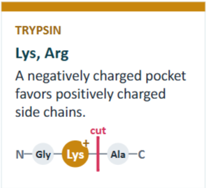 <ul><li><p><mark data-color="yellow" style="background-color: yellow; color: inherit;">Lys, Arg </mark></p></li><li><p><strong>S1 Pocket</strong> <strong>of Trypsin</strong> = <span style="color: red;">negatively charged</span> </p><ul><li><p><mark data-color="yellow" style="background-color: yellow; color: inherit;">Lys, Arg</mark> = <span style="color: green;">positively-charged side chains</span> fit well</p></li><li><p>Allows cleaving @ correct site </p></li></ul></li></ul><p></p>