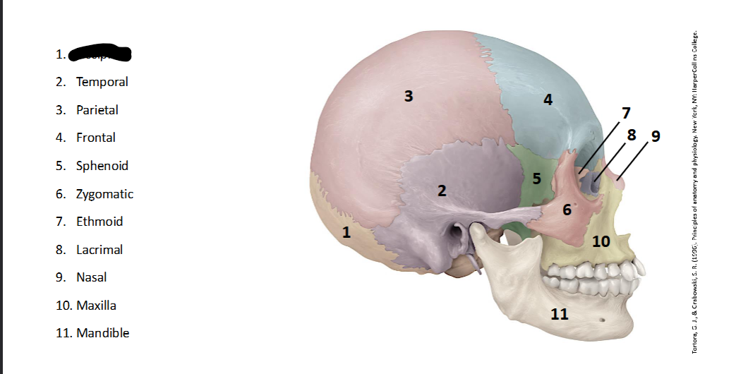 <p>What landmark within the <strong>Skull? (LATERAL)</strong></p>