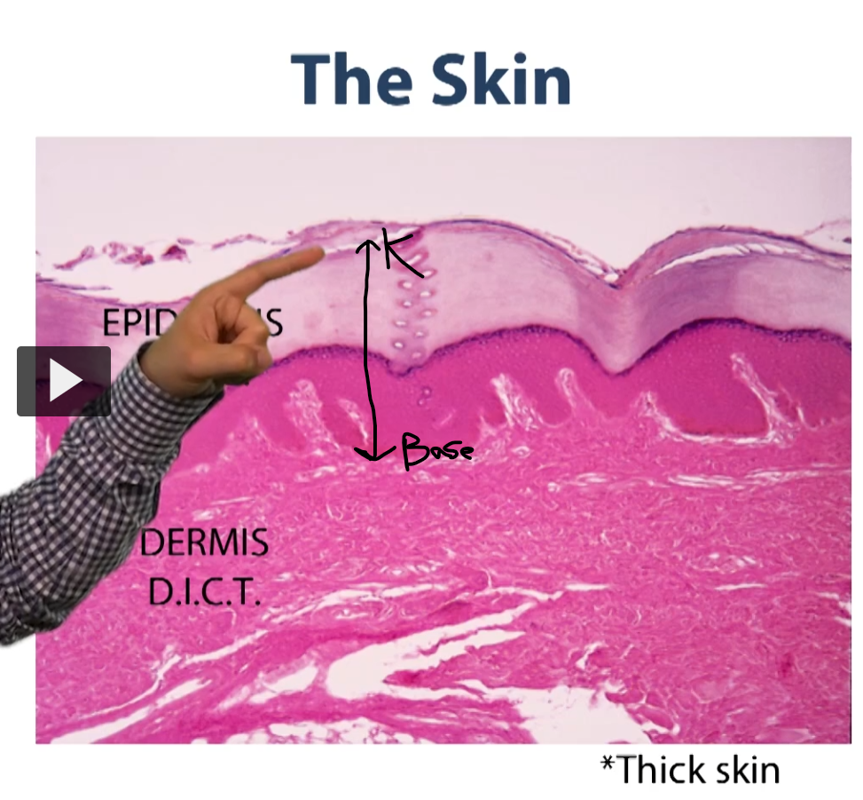 <p>The epithelium of the integumentary system runs from the keratinized layer (K) all the way down to the base of this epithelium. </p><p>This is what we classify as a stratified squamous epithelium with keratin. </p><p>Notice that all epithelium sit on top of a connective tissue bed, and so all of this is connective tissue in their various layers to this connective tissue, and we will talk about them later.</p><p>We have a layer of loose connective tissue immediately under the skin, and we have a layer of dense irregular connective tissue </p>