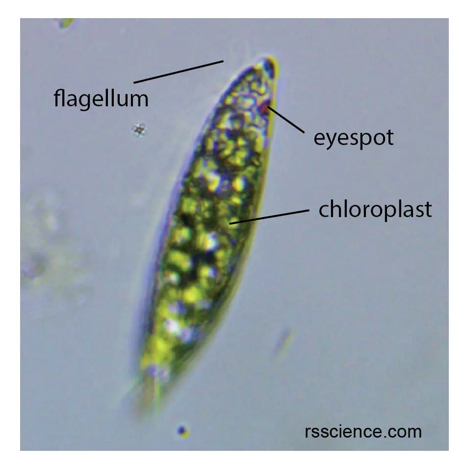 <p>A unicellular protist capable of both autotrophy (photosynthesis) and heterotrophy. They move via <strong>Flagellum and have a Nucleus </strong></p>