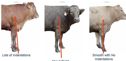 <p>even mix of indentations and smoothness</p><p></p>