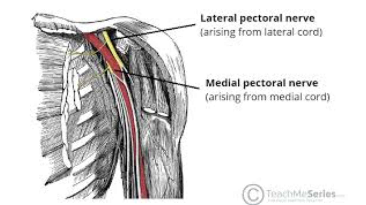 <p>Lateral Medial Pectoral Nerve </p>
