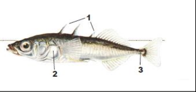 <p>1) three dorsal spines, last very short</p><p>2) boney plates on sides</p><p>3) boney keel along side of caudal peduncle</p>