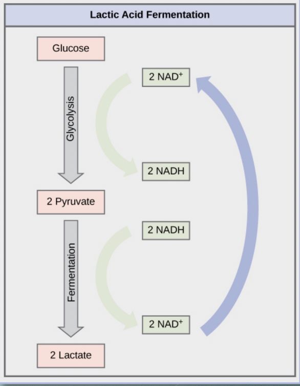 <p>occurs after glycolysis when pyruvate converts into lactic acid</p><p>occurs with insufficient oxygen supply (anaerobic pathway) in RBC and skeletal muscle so that ATP can continue being produced</p><p><strong>enzyme catalyzing reaction = lactate dehydrogenase </strong></p><ul><li><p> lactic acid conversion uses up electron carried by NADH → generating NAD+</p><ul><li><p>NAD+ used again in glycolysis</p></li></ul></li><li><p>lactic acid builds up and causes muscle stiffness and fatigue</p></li><li><p>lactic acid buildup gets removed from muscle and brought back to liver to be converted back to pyruvate, further catabolized</p></li></ul><p></p>