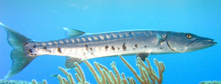 <p>Long, silvery fish, protruding mouths, emarginate tails</p>