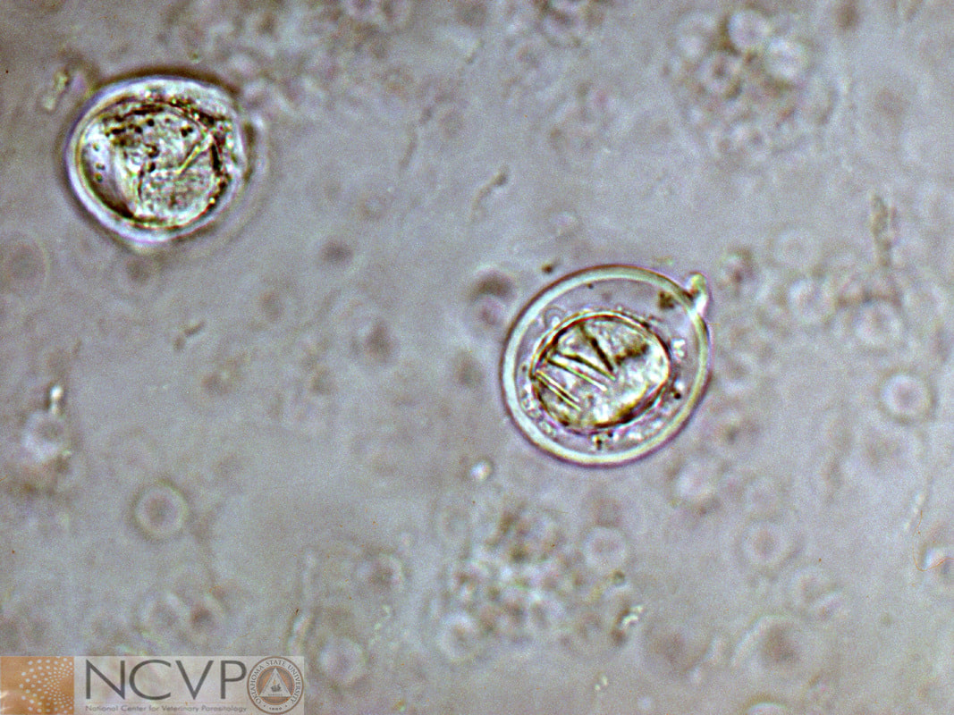 <p>Scientific and Common Name? (Canine, Feline, + other carnivores)</p>