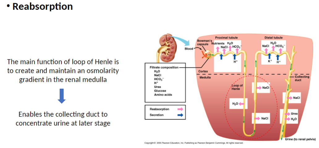 <p><strong>Main Function</strong><br> Creates and maintains <strong>osmolarity gradient</strong> in <strong>renal medulla</strong> (difference in <strong>solute concentration</strong> between cortex and medulla)</p><p><strong>Effect</strong><br> Enables <strong>collecting duct</strong> to <strong>concentrate urine</strong> later</p><p><strong>Key Concept</strong><br> <strong>Loop of Henle</strong> controls <strong>water and solute reabsorption</strong> by generating <strong>medullary concentration gradient</strong></p>