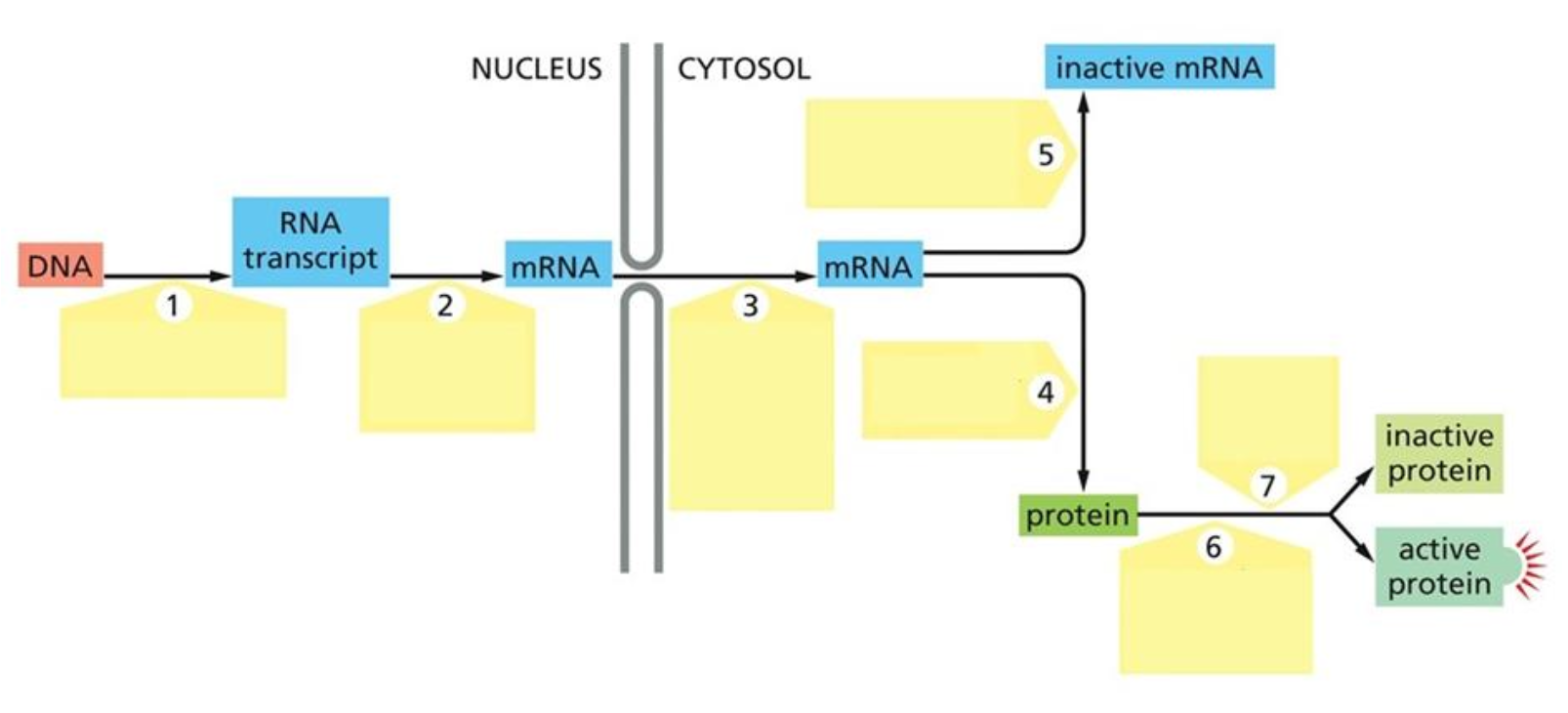 <p>Where can gene expression be regulated between DNA and active protein? Explain the seven control points.</p>